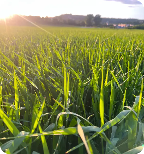 Bösl-Feld